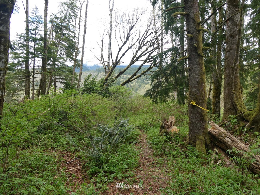 21706 Wits End Road Gold Bar, WA 98251 - Photo 8 of 19 a view of a forest filled with trees