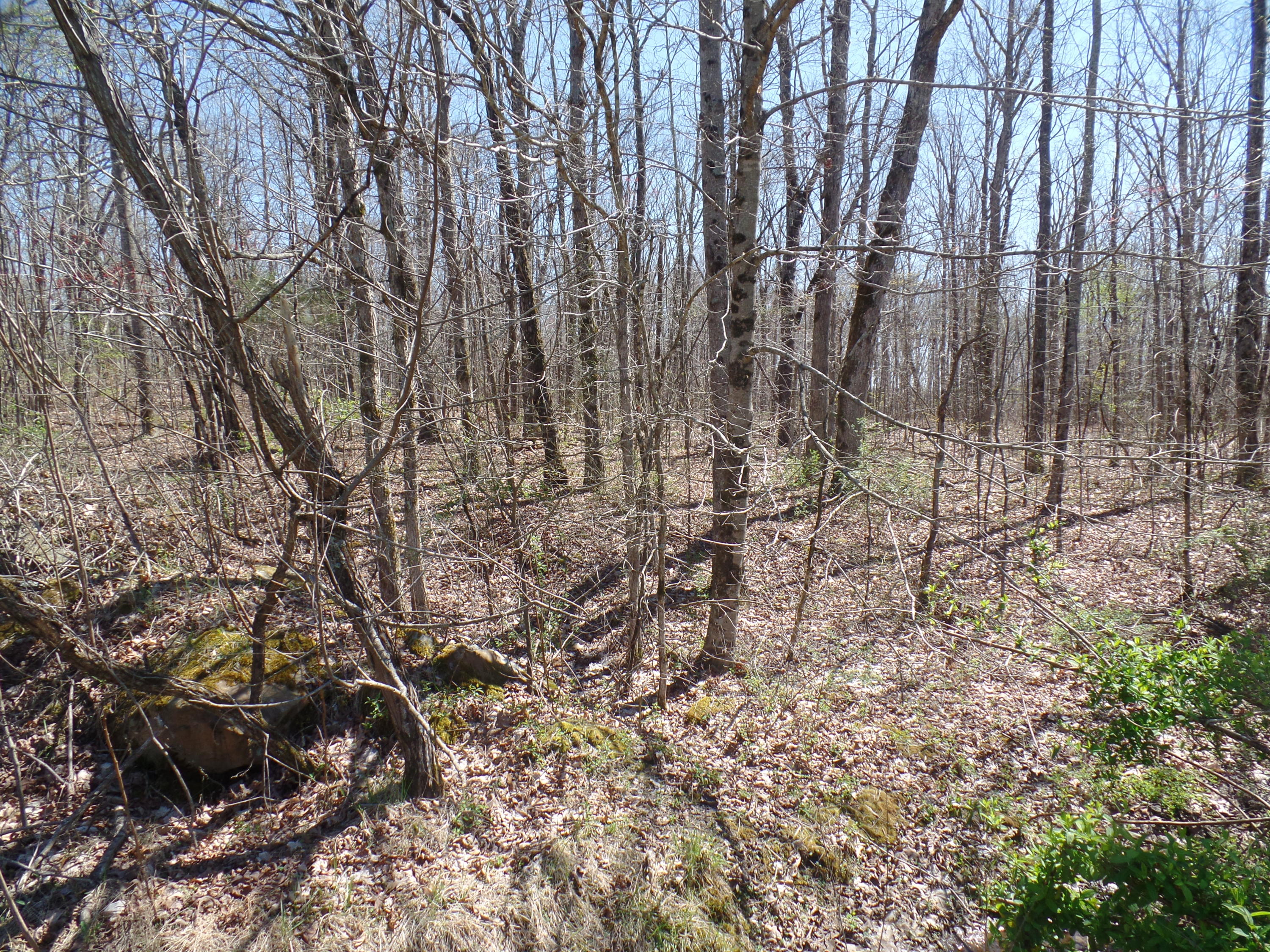 8 Walkertown Road Dayton, TN 37321 - Photo 1 of 7 SAM_1324