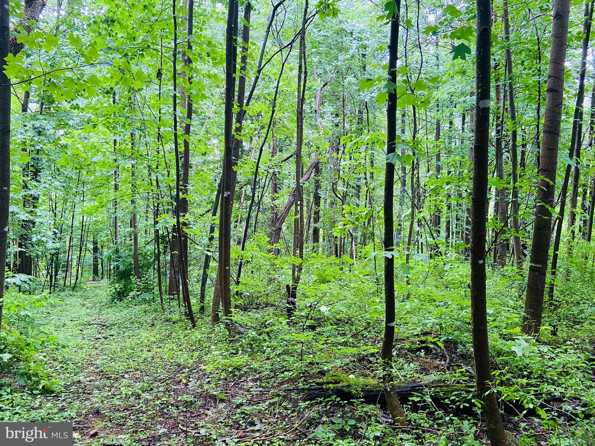 9 CCC Road Linden, VA 22642 - Photo 30 of 53 Gallery Image 30