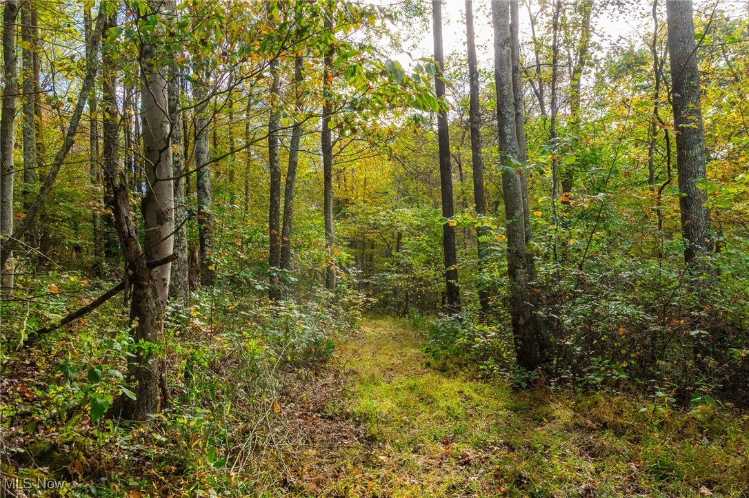 260 State Route Lower Salem, OH 45745 - Photo 20 of 46 View of wooded area