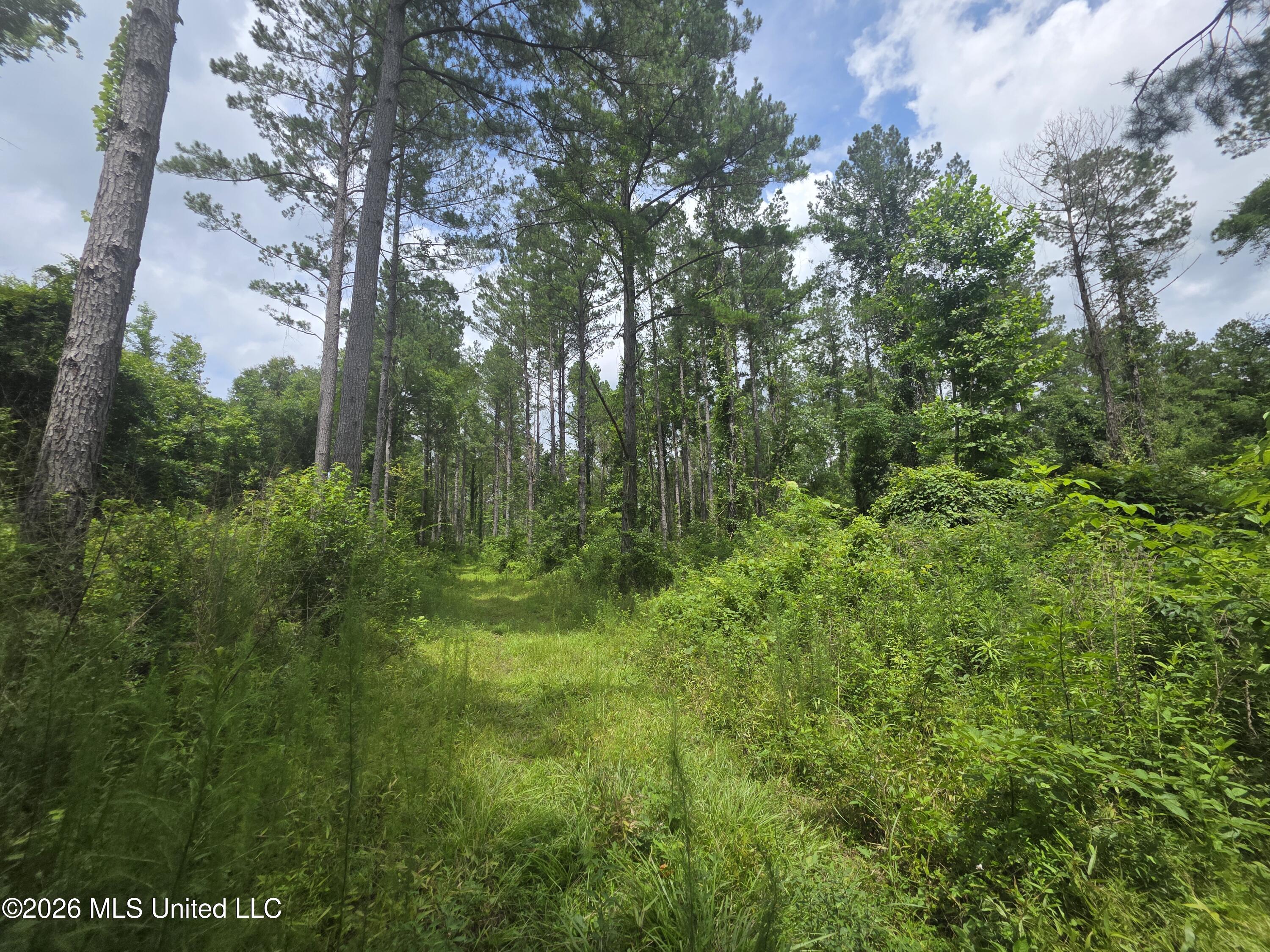 244 Foster Road Sontag, MS 39665 - Photo 62 of 105 35610