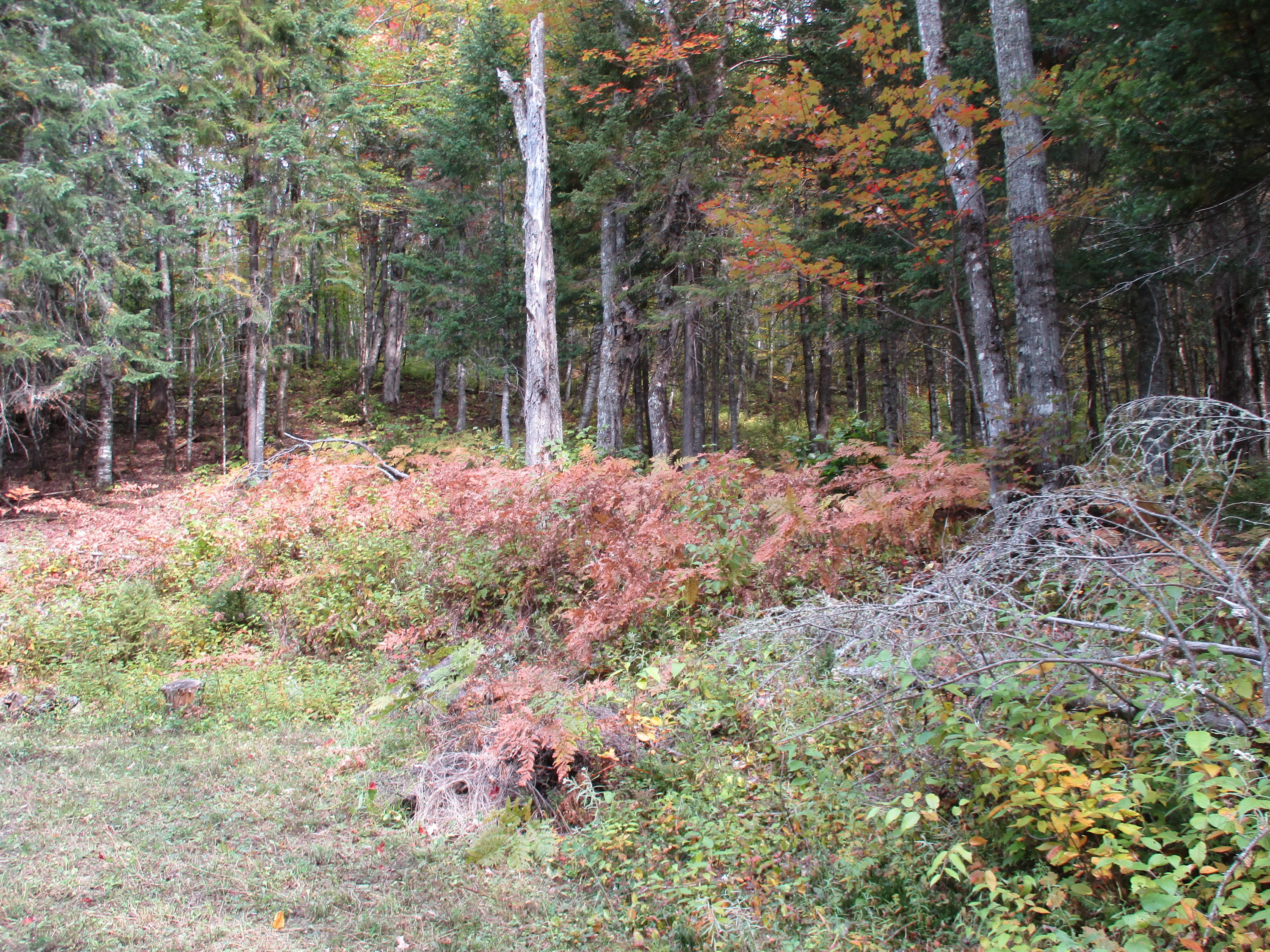 60 Little Black Road St. Francis, ME 04774 - Photo 28 of 35 IMG_1259