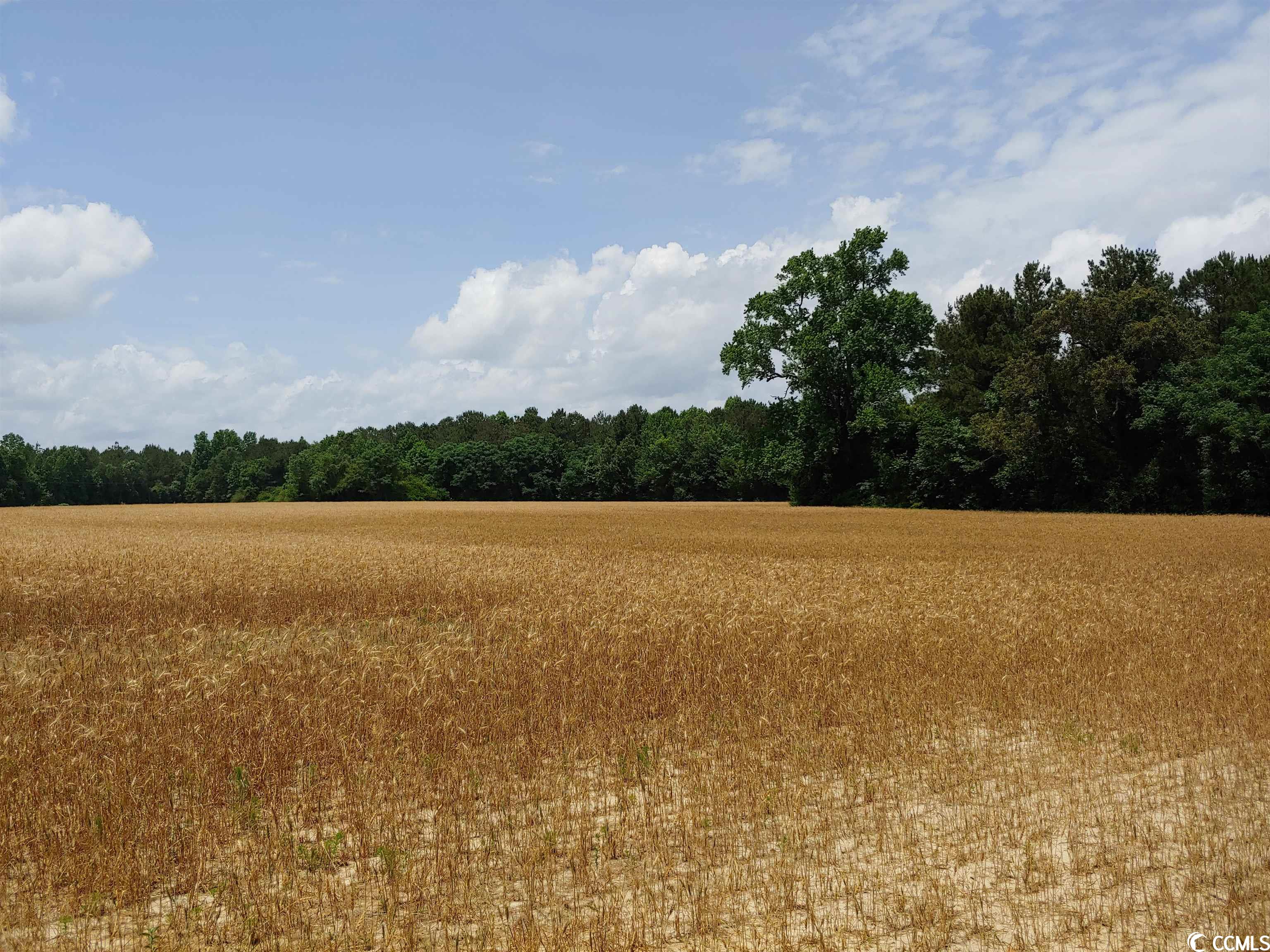 2753 Hagan Road Loris, SC 29569 - Photo 3 of 6 Gallery Image 3