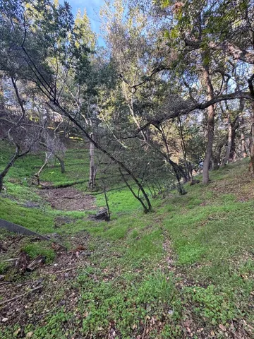 a view of a tree in a yard