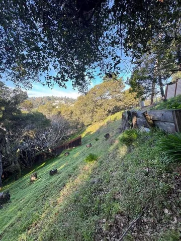a view of a yard with a tree