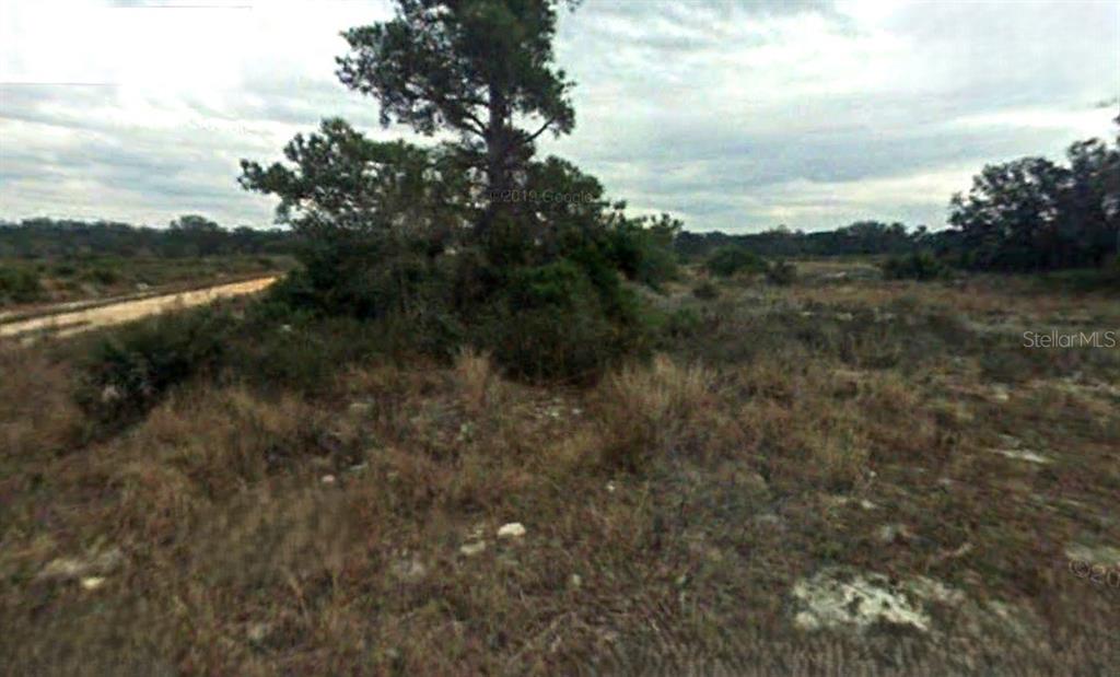 a view of a forest with trees in the background
