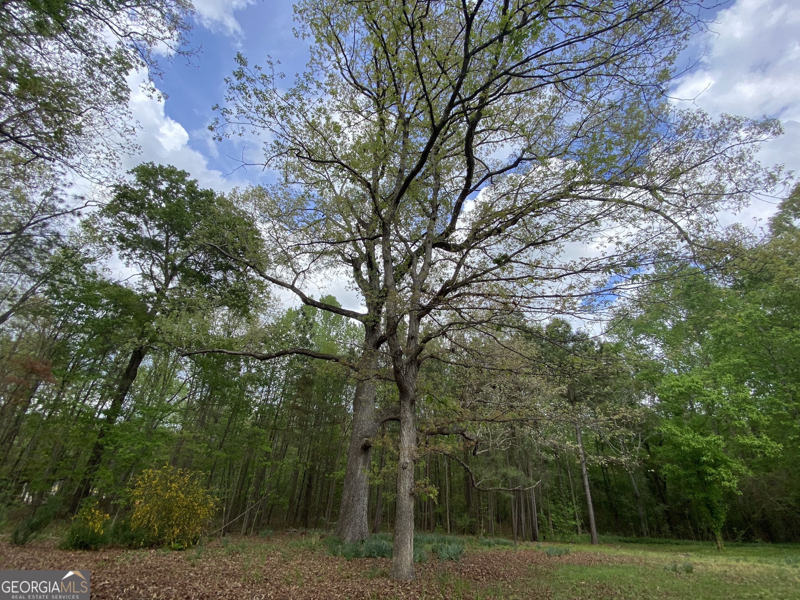164 Glenn Carrie Road Hull, GA 30646 - Photo 43 of 43 a view of a park with large trees