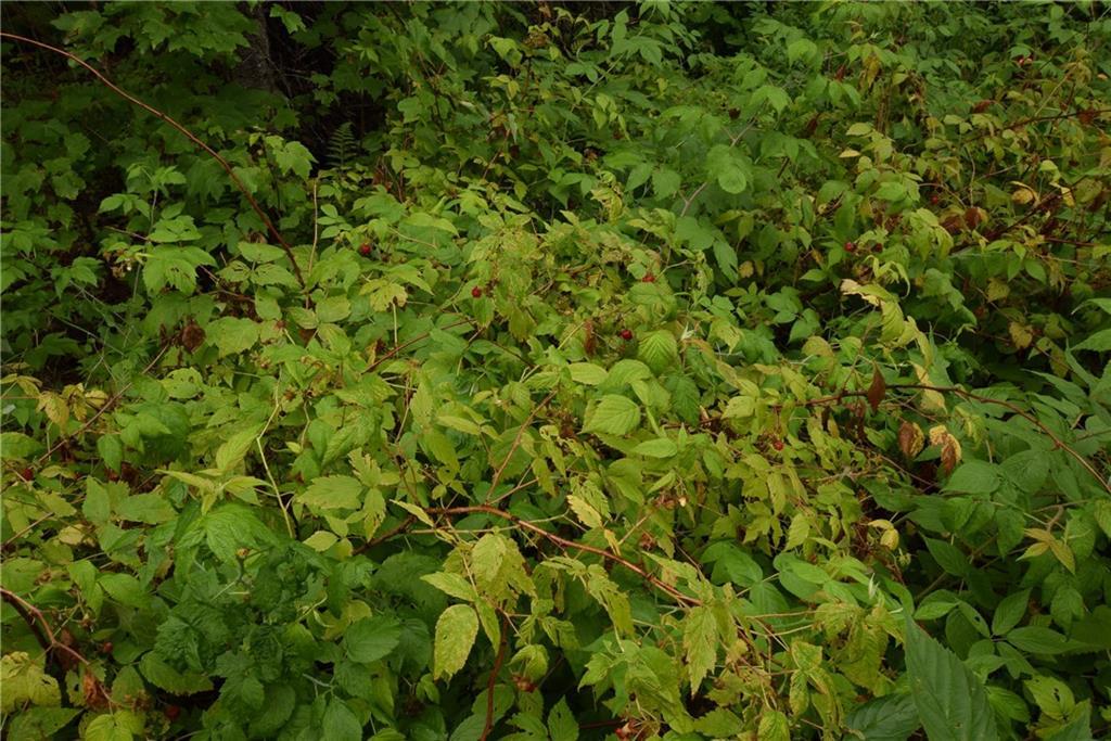 17 Mooseberry Road Wytopitlock, ME 04497 - Photo 4 of 22 Wild Berries