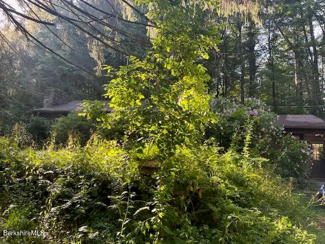 a view of a tree in a yard