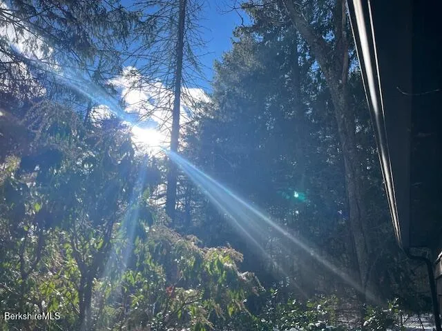 a close up of a tree