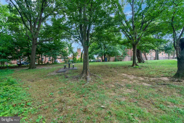 a view of a tree in a park