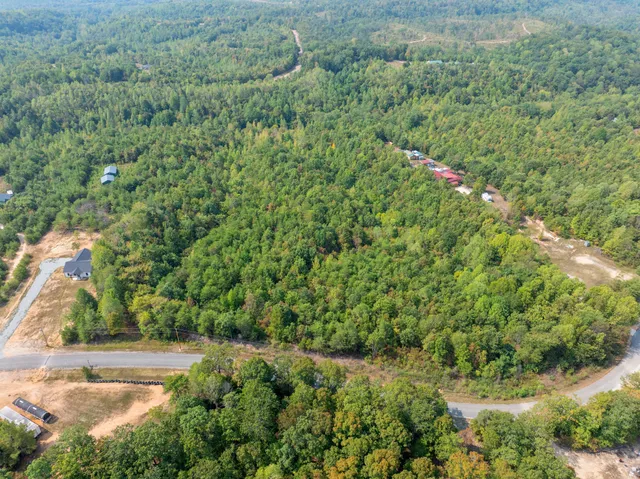 a view of a lush green forest