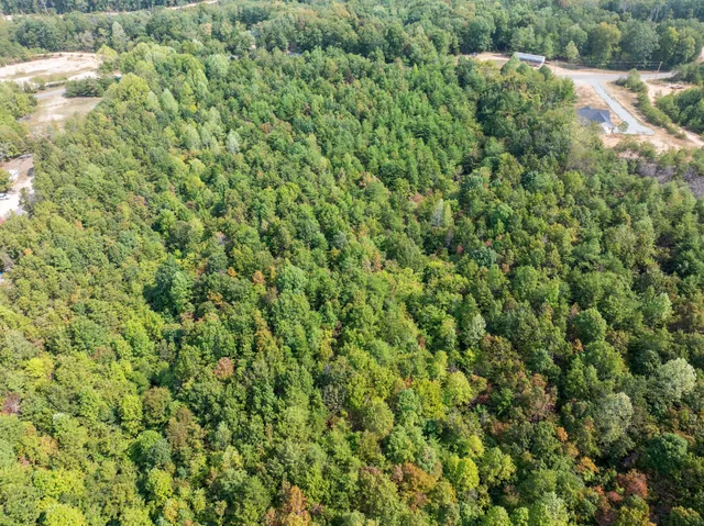 a view of a forest with a tree