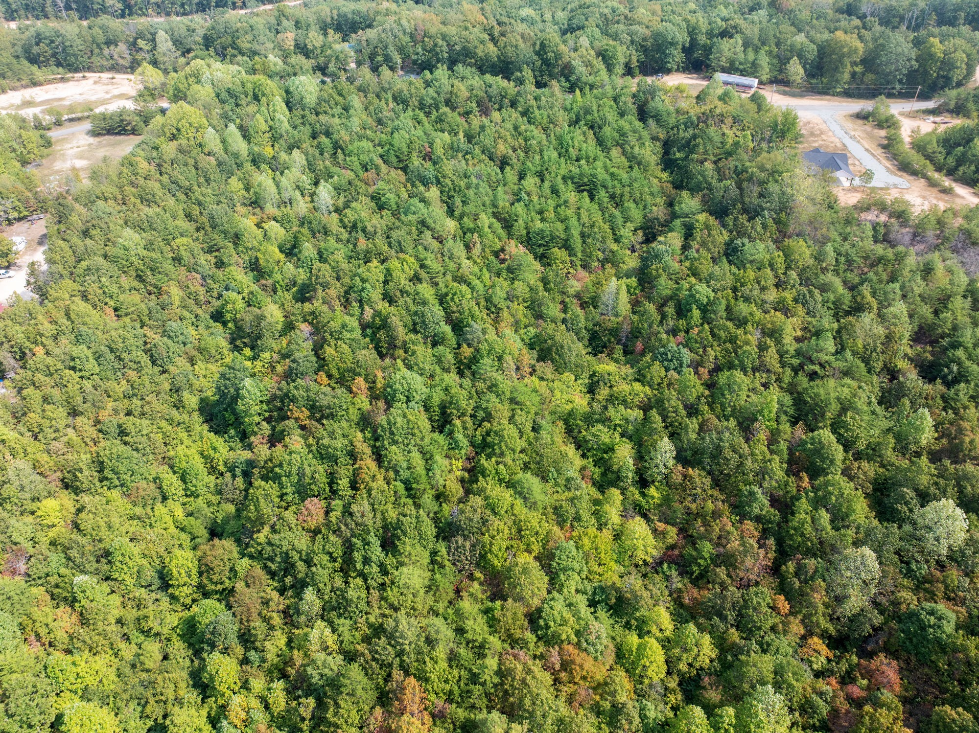 0 New Era Ridge Road Linden, TN 37096 - Photo 8 of 20 a view of a forest with a tree
