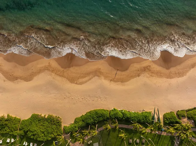 a view of a backyard with a garden and plants