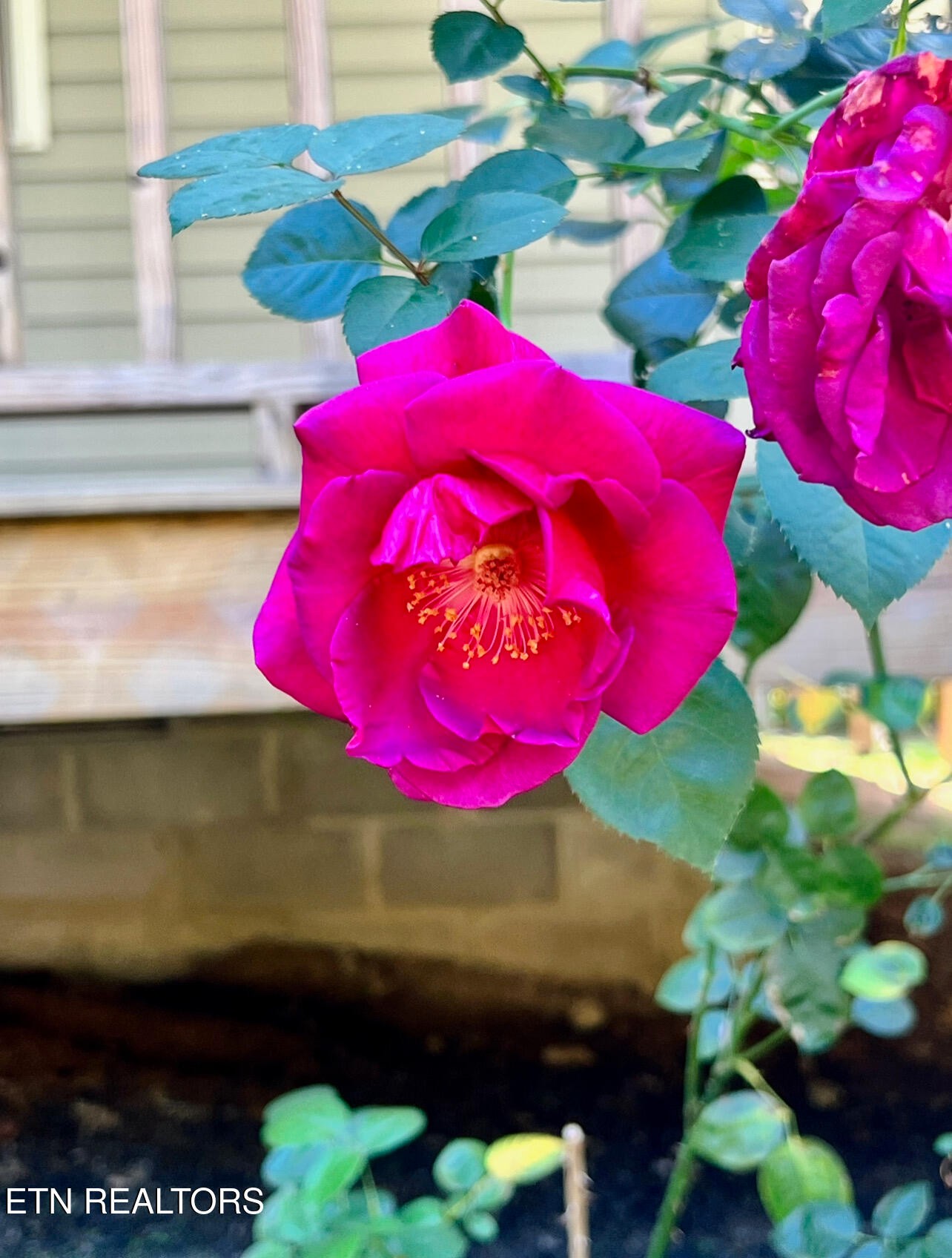 186 Perkins Trail Deer Lodge, TN 37726 - Photo 9 of 54