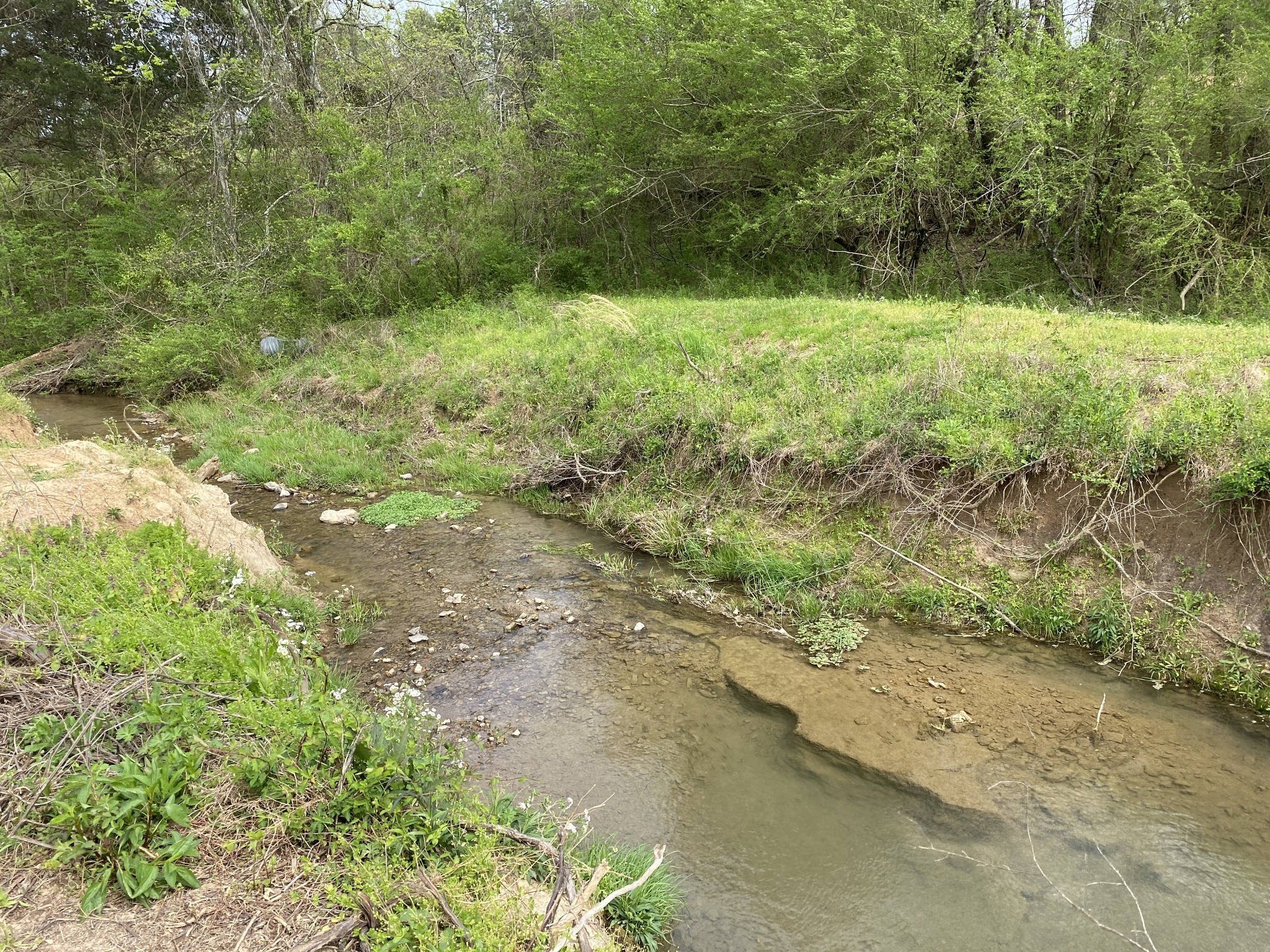 1495 Columbia Road Charlotte, TN 37036 - Photo 39 of 50 a view of a yard with plants and a large tree