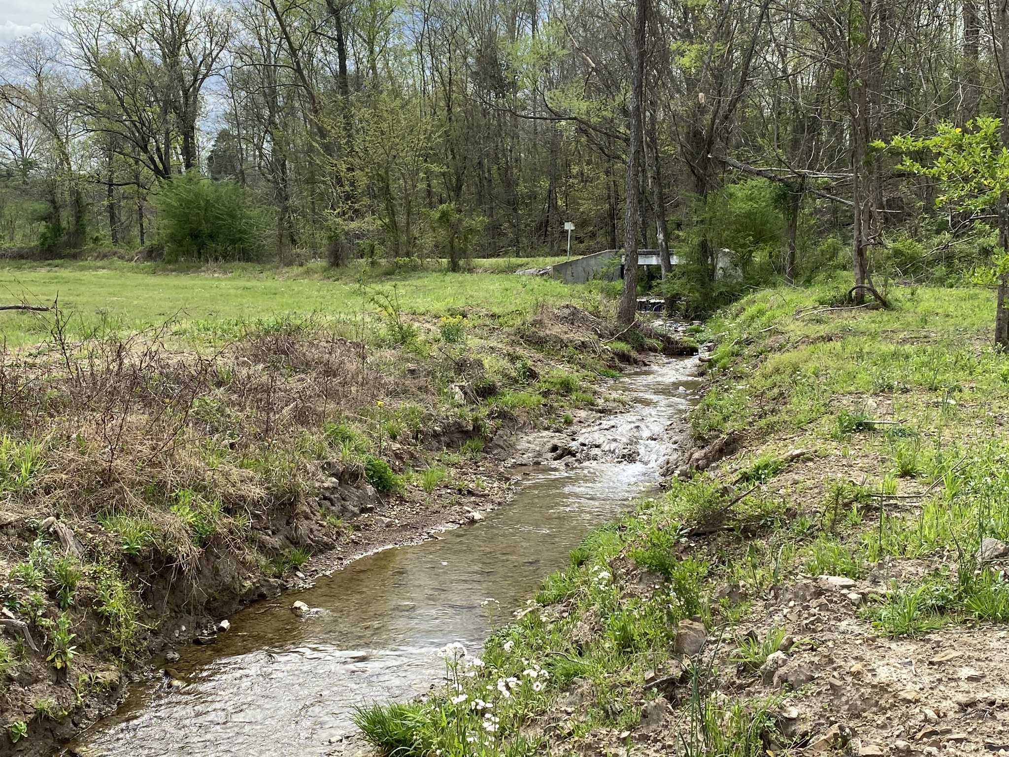 1495 Columbia Road Charlotte, TN 37036 - Photo 40 of 50 a big yard with lots of green space and deers