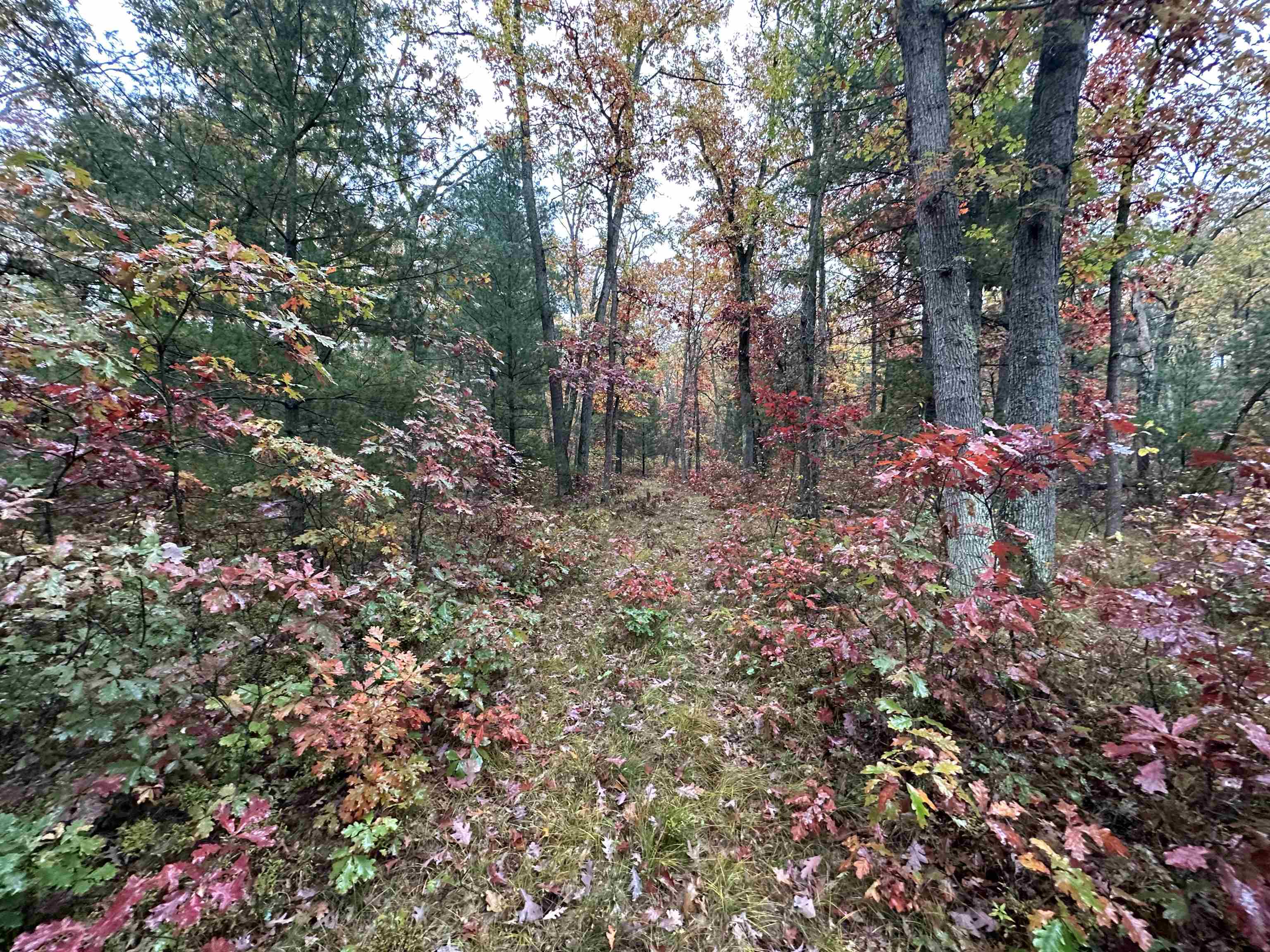 0 West 48 1/2 Road Wellston, MI 49689 - Photo 4 of 8 1917229-3.JPG