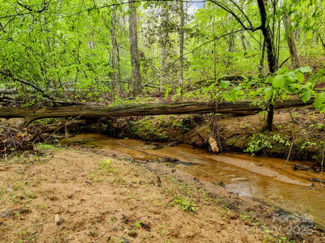 a view of a forest filled with trees