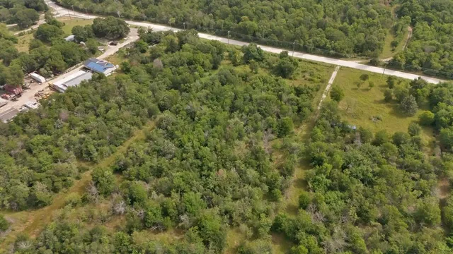 a view of a forest with a tree