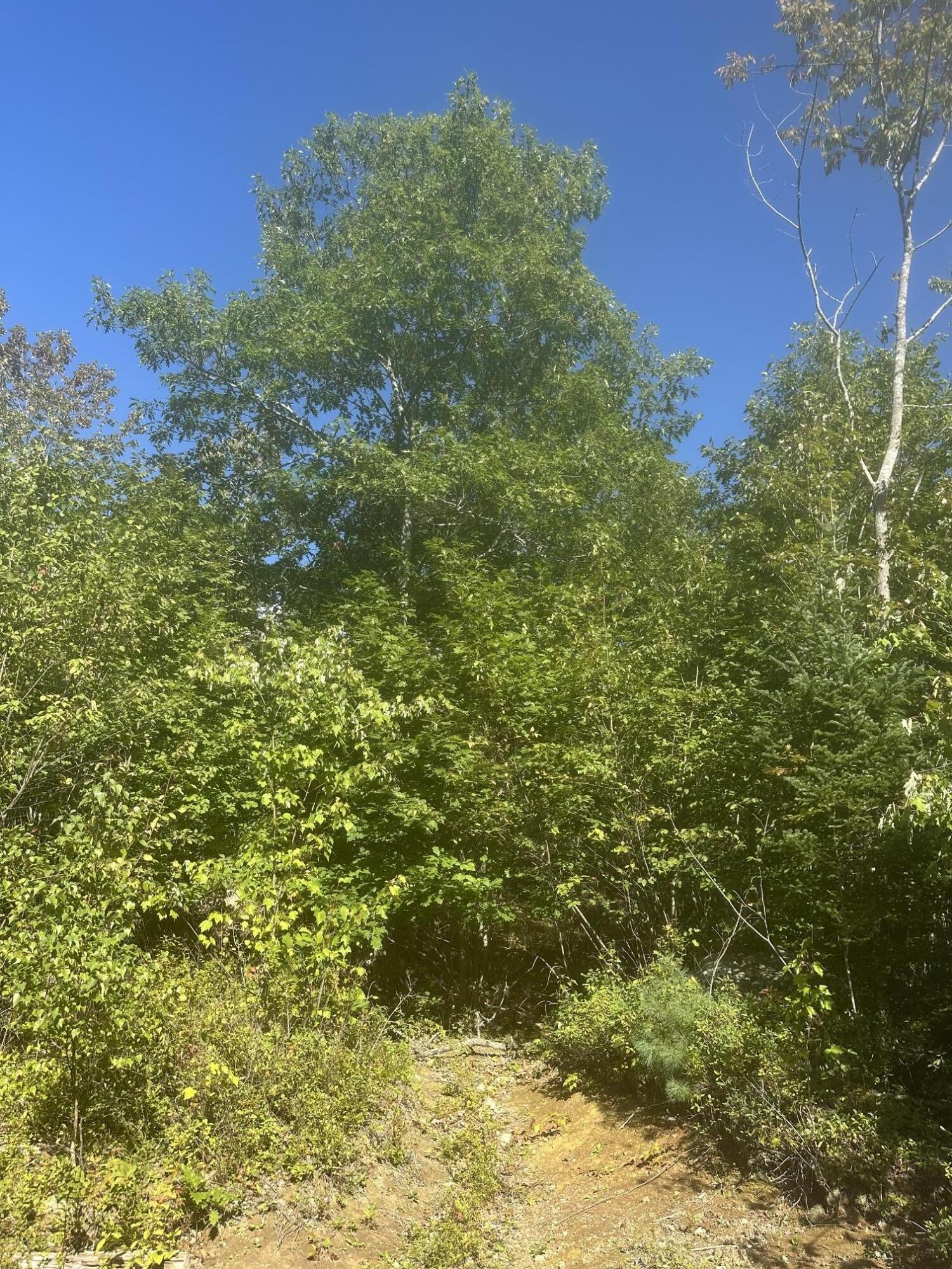 Lot 4 Unionville Road Steuben, ME 04680 - Photo 4 of 7 Tall trees