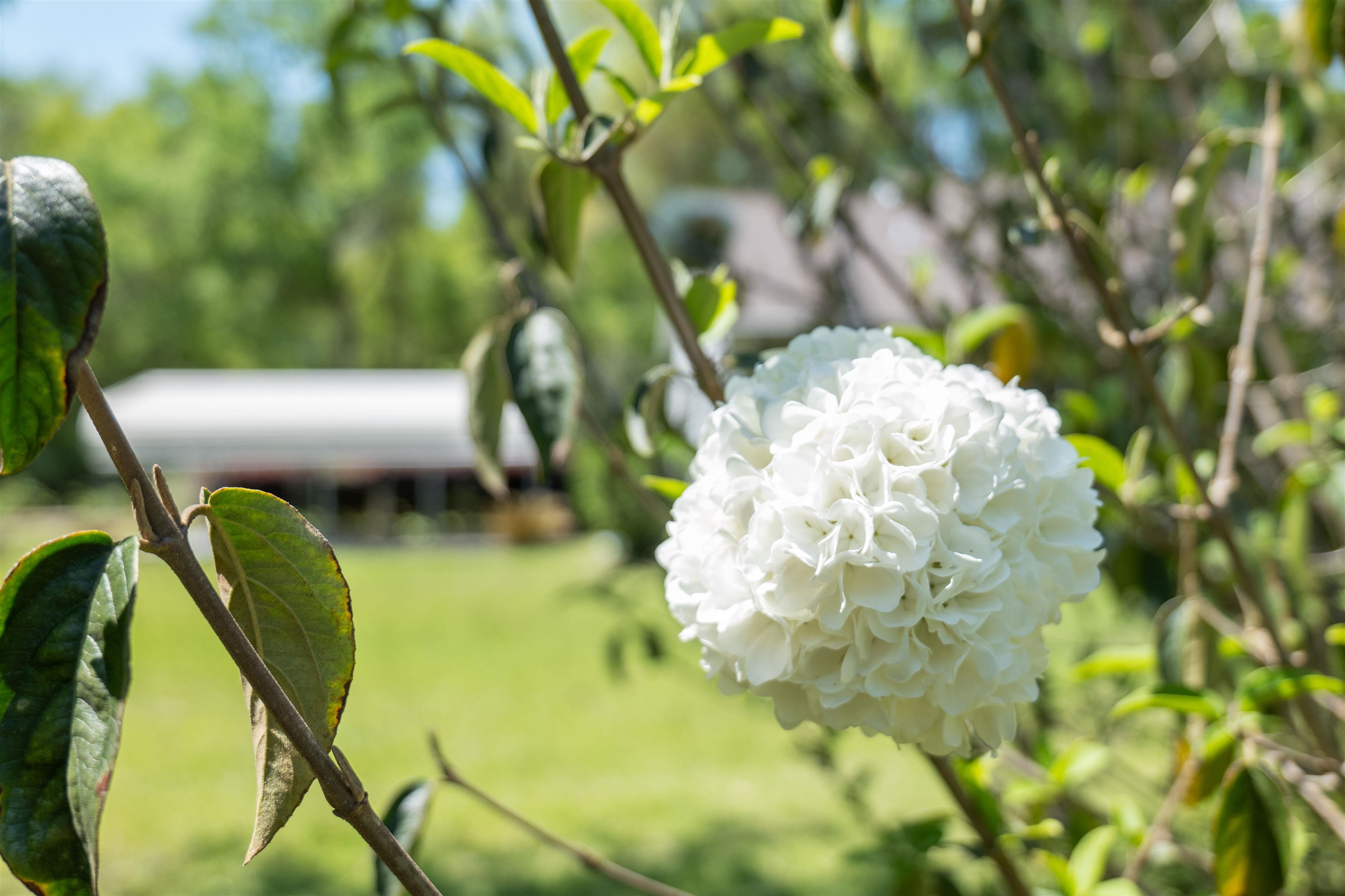 205 Ivan Church Road Crawfordville, FL 32327 - Photo 6 of 39
