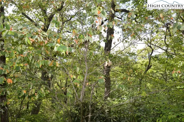 a view of a street with a tree