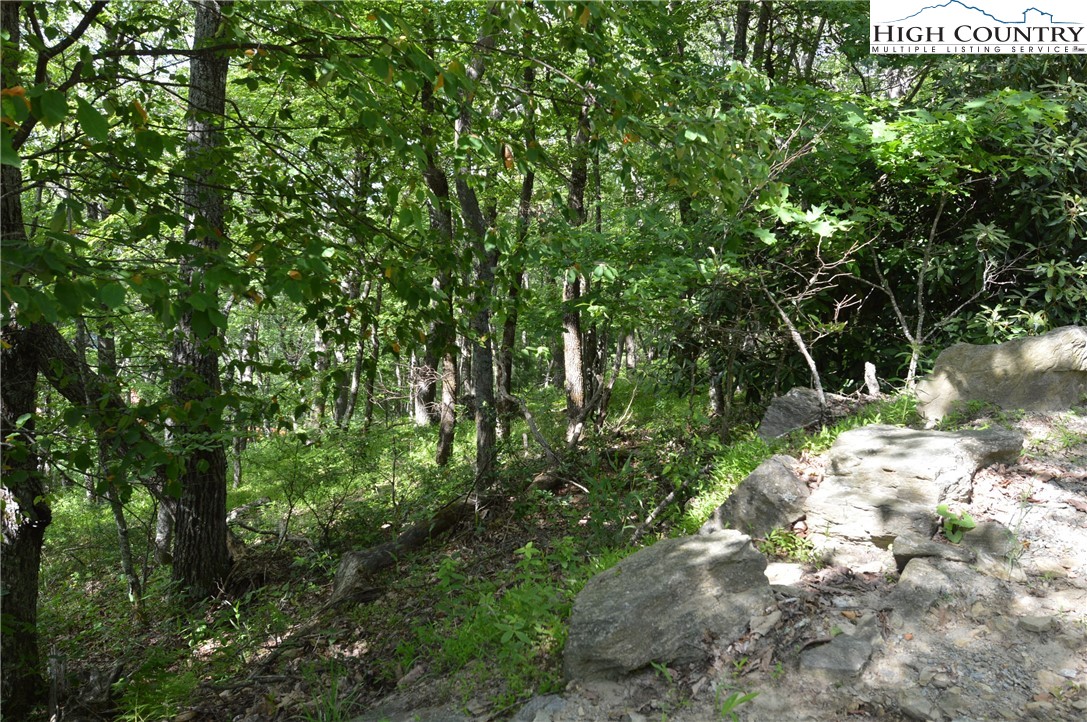 Mountain Lane Sparta, NC 28675 - Photo 14 of 14 a picture of tree