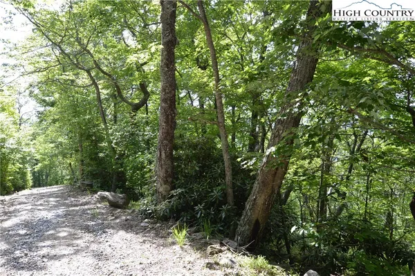 a view of a forest with trees in the background
