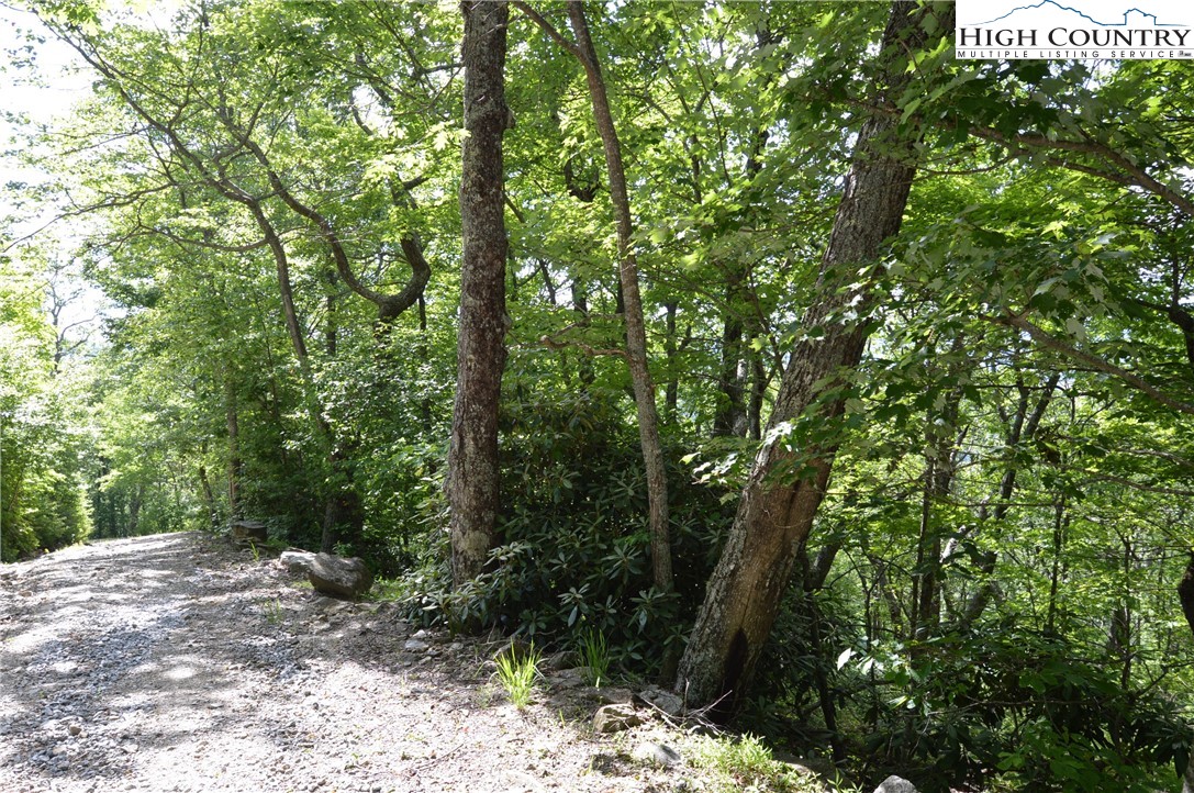 Mountain Lane Sparta, NC 28675 - Photo 2 of 14 a view of a forest with trees in the background