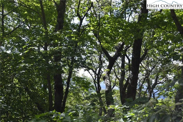 a backyard of a house with lots of trees
