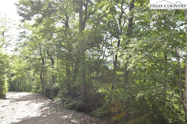 a view of a trees with yard