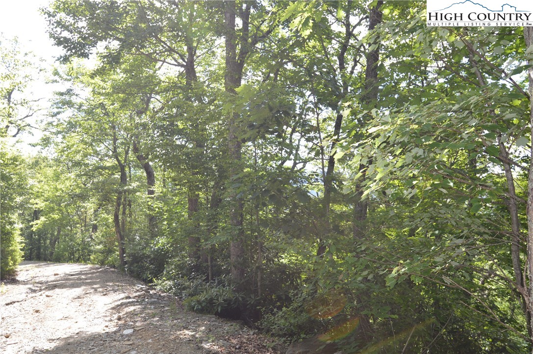 Mountain Lane Sparta, NC 28675 - Photo 5 of 14 a view of a trees with yard