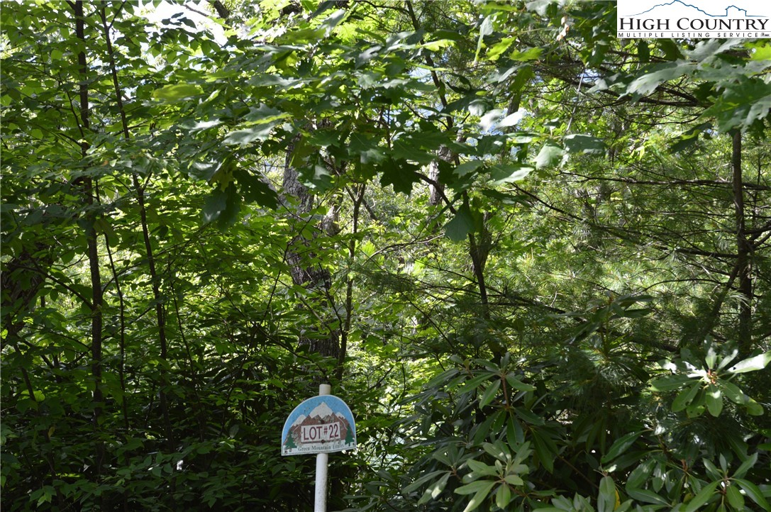 Mountain Lane Sparta, NC 28675 - Photo 6 of 14 a view of a plant