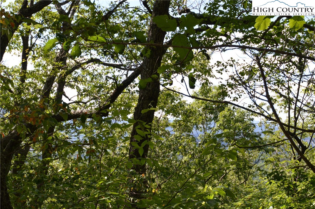 Mountain Lane Sparta, NC 28675 - Photo 8 of 14 a view of tree