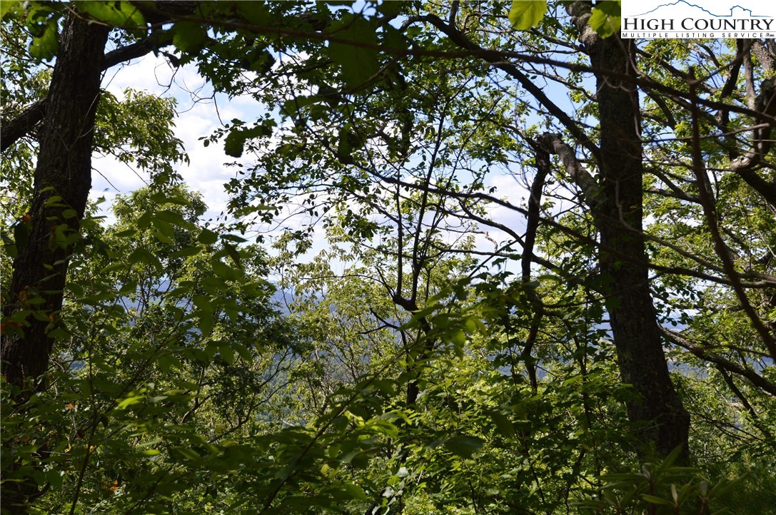 Mountain Lane Sparta, NC 28675 - Photo 9 of 14 a view of tree