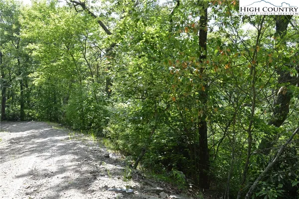 a view of a plants with a tree