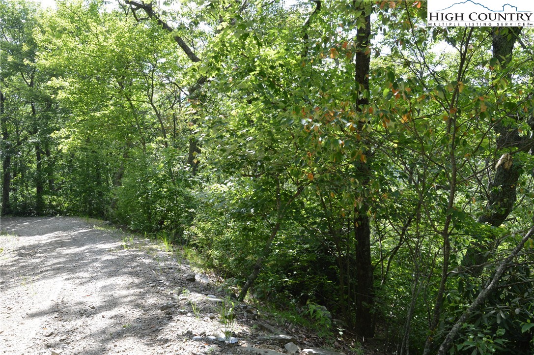 Mountain Lane Sparta, NC 28675 - Photo 10 of 14 a view of a plants with a tree
