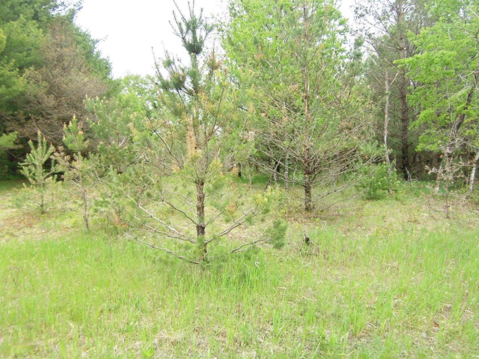 Lot 23 Ridge Road Evart, MI 49631 - Photo 11 of 12 000_0595