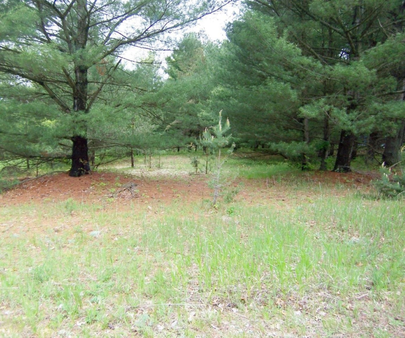 Lot 23 Ridge Road Evart, MI 49631 - Photo 3 of 12 000_0587