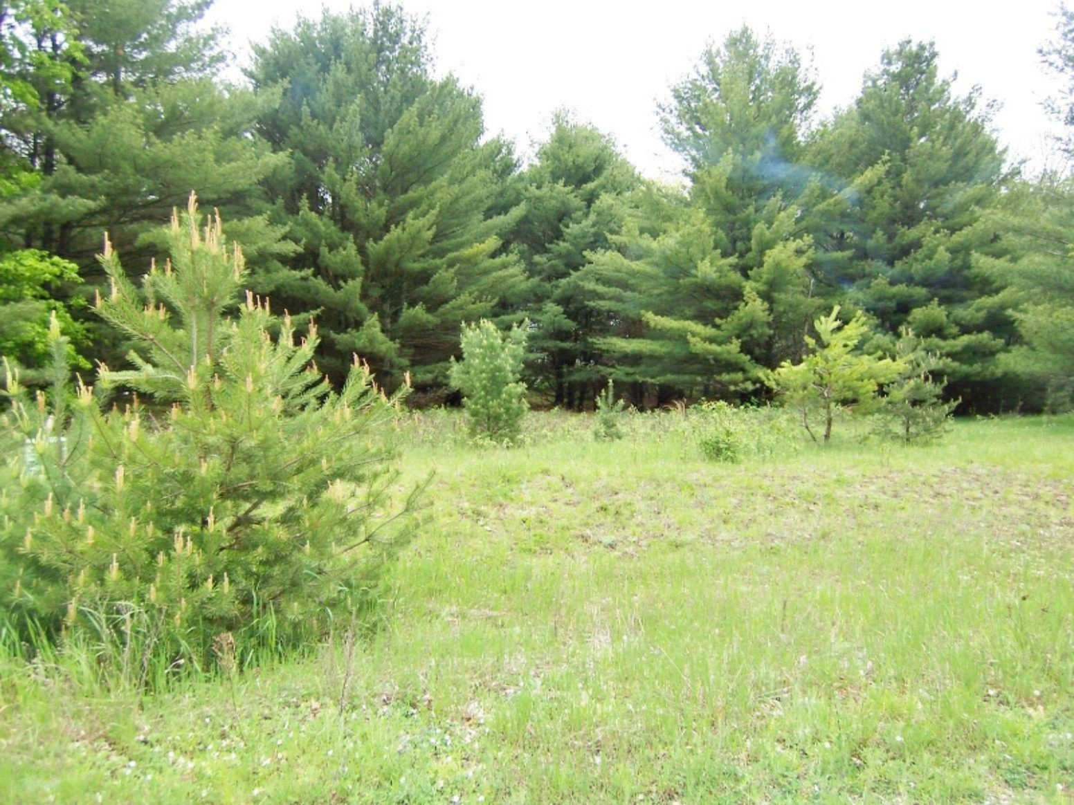 Lot 23 Ridge Road Evart, MI 49631 - Photo 5 of 12 000_0589