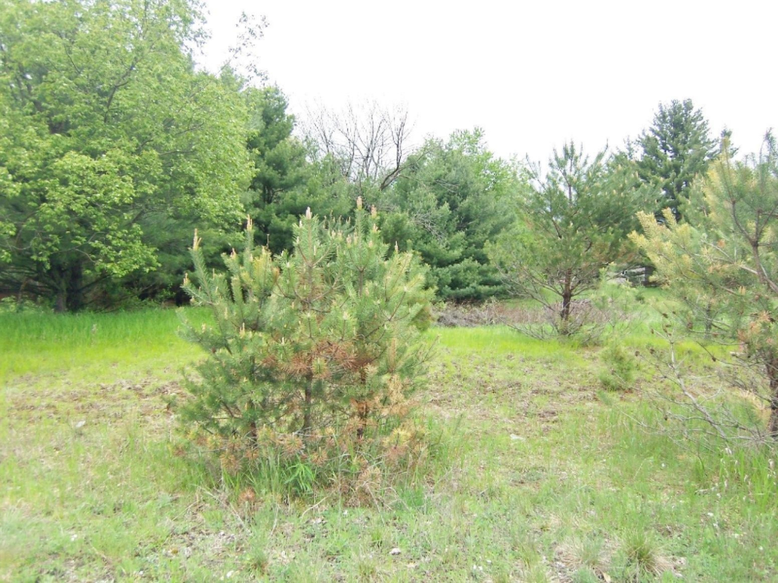 Lot 23 Ridge Road Evart, MI 49631 - Photo 6 of 12 000_0590