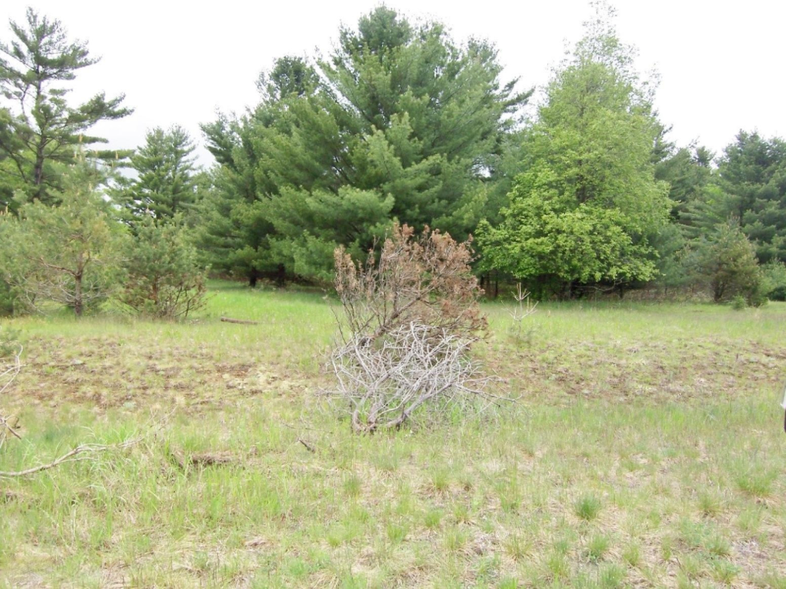 Lot 23 Ridge Road Evart, MI 49631 - Photo 8 of 12 000_0592