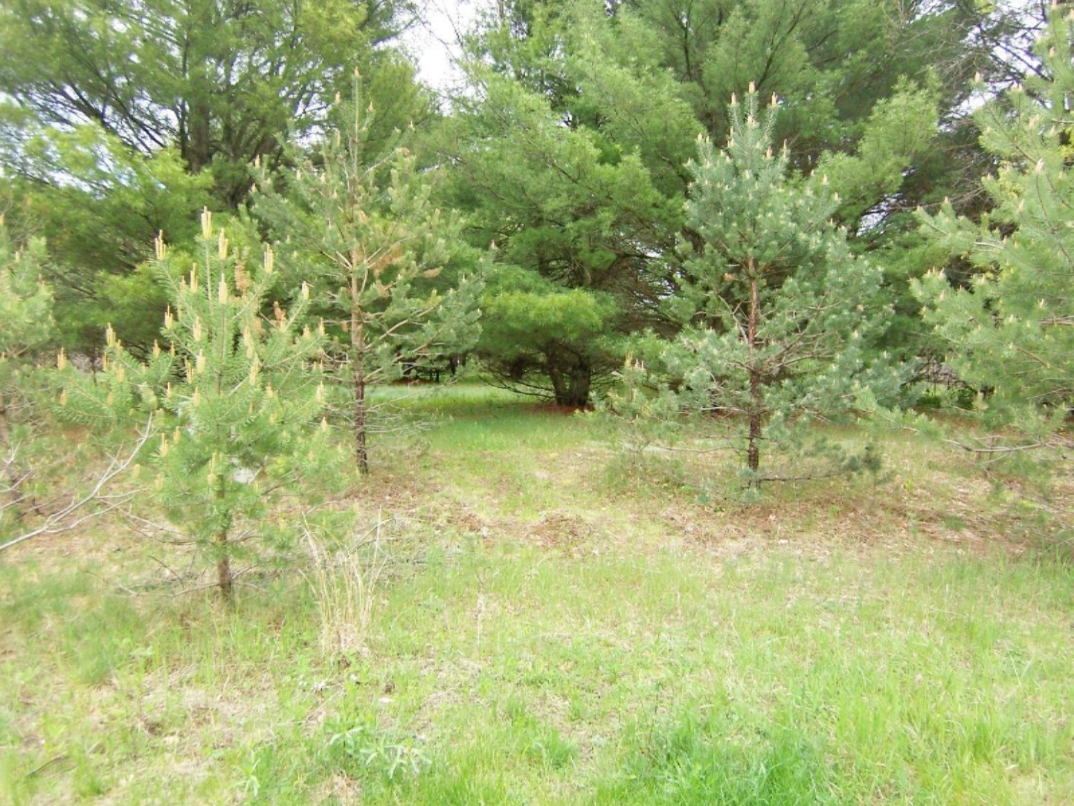 Lot 23 Ridge Road Evart, MI 49631 - Photo 10 of 12 000_0594