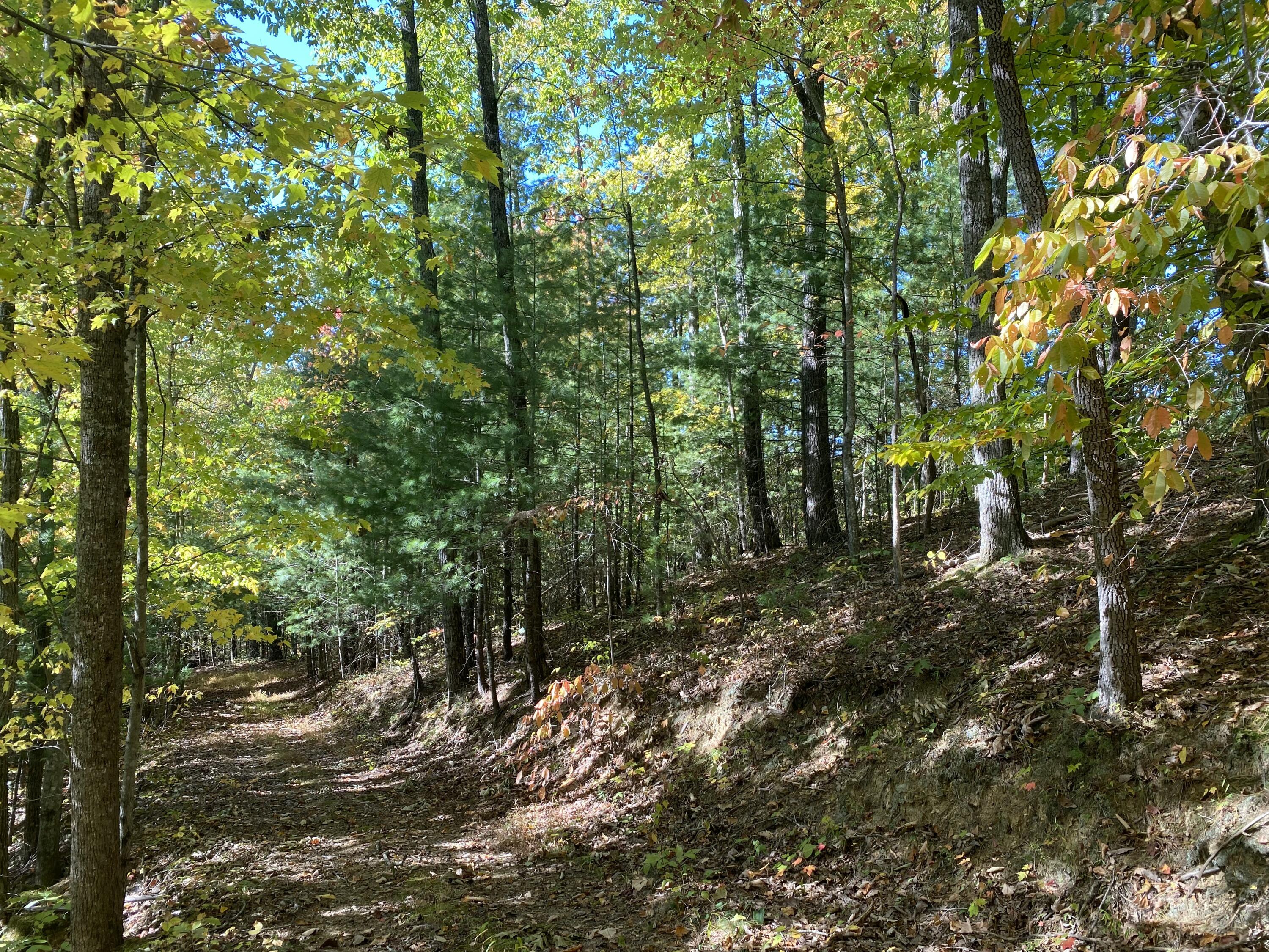 431 Harold Luke Road Campton, KY 41301 - Photo 18 of 82 018 the nice trail system leading along