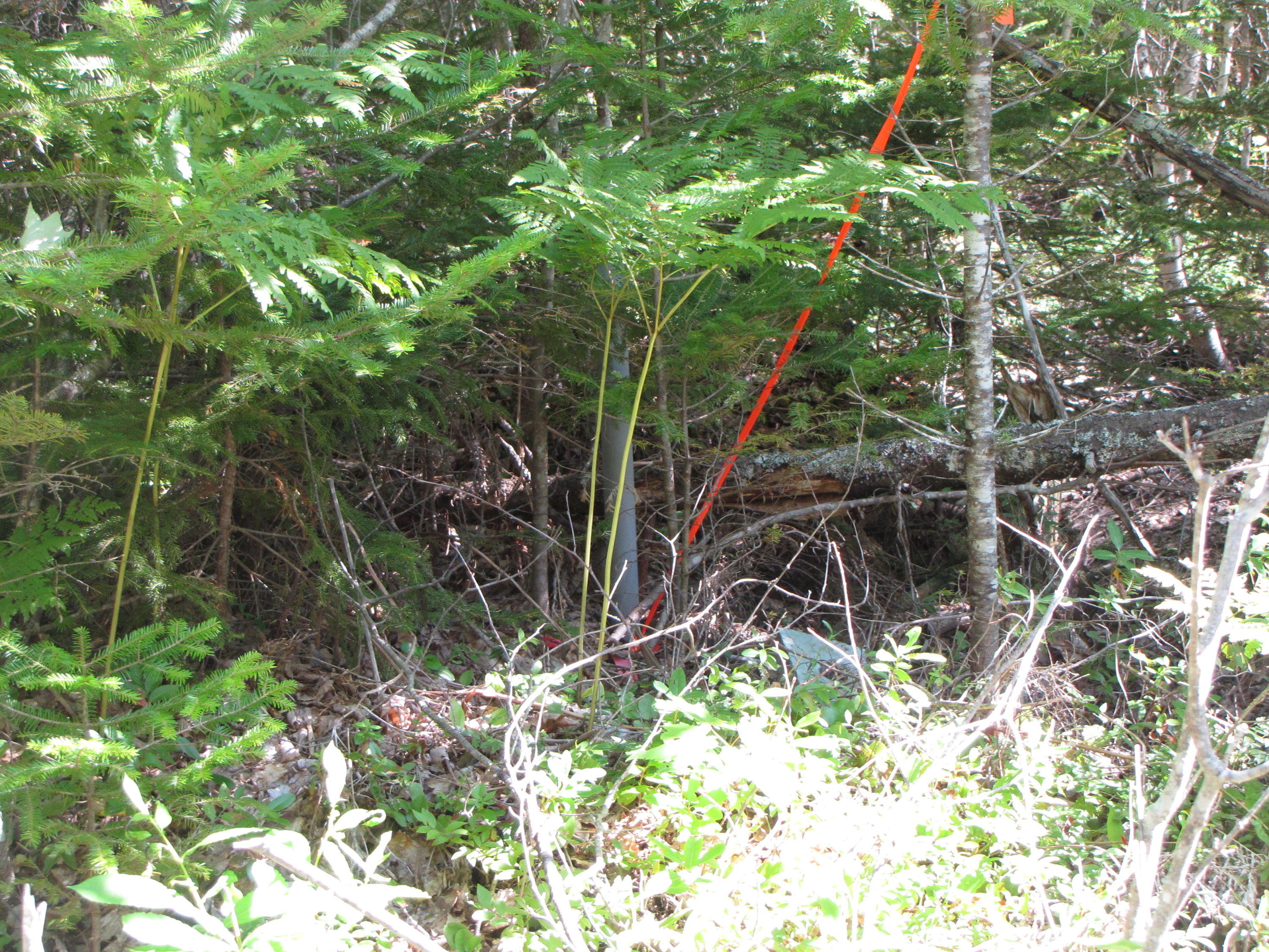 03 Plan Cherryfield, ME 04622 - Photo 3 of 36 IMG_0429