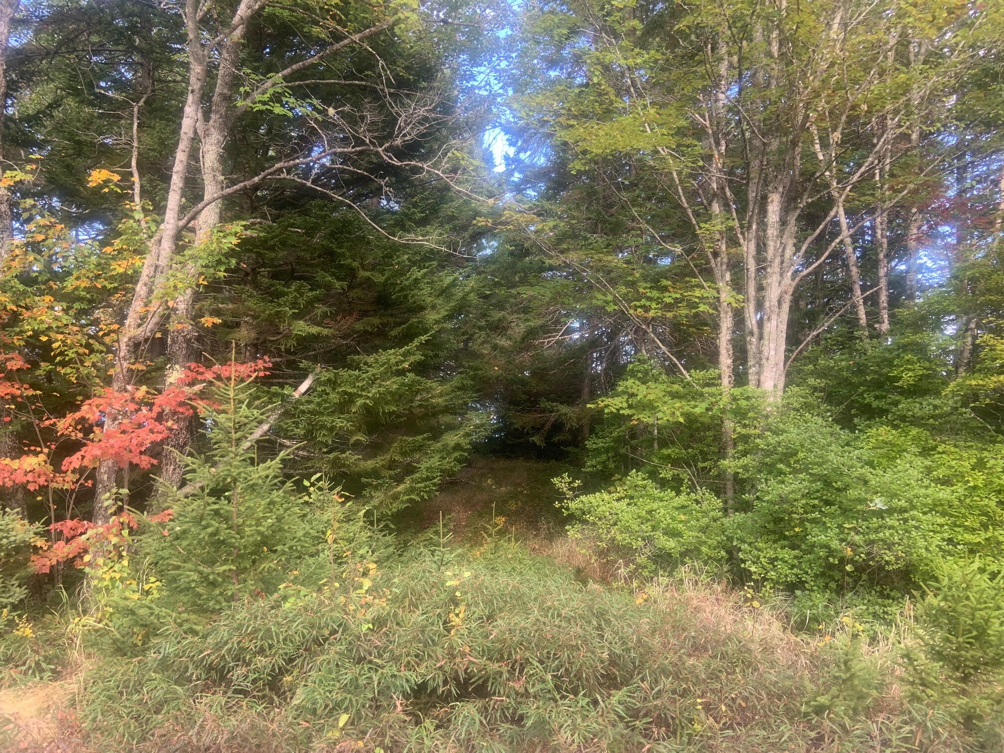 365 Paul Bunyan Road Gouldsboro, ME 04624 - Photo 18 of 19 IMG_0408
