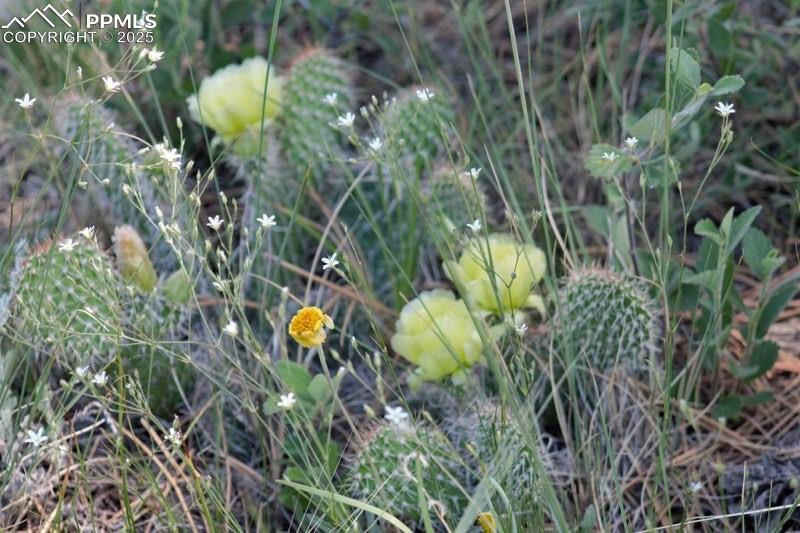 6 McClelland Road Calhan, CO 80808 - Photo 5 of 9 a view of banana tree