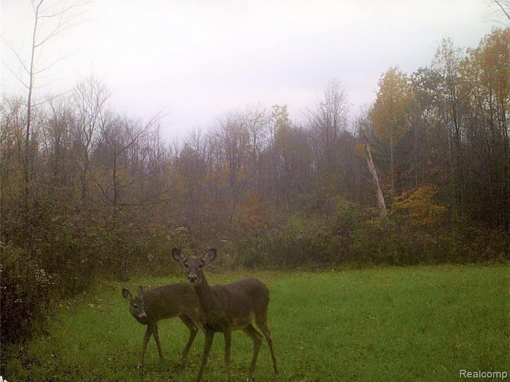 0 Sanilac Road Vassar, MI 48768 - Photo 8 of 9